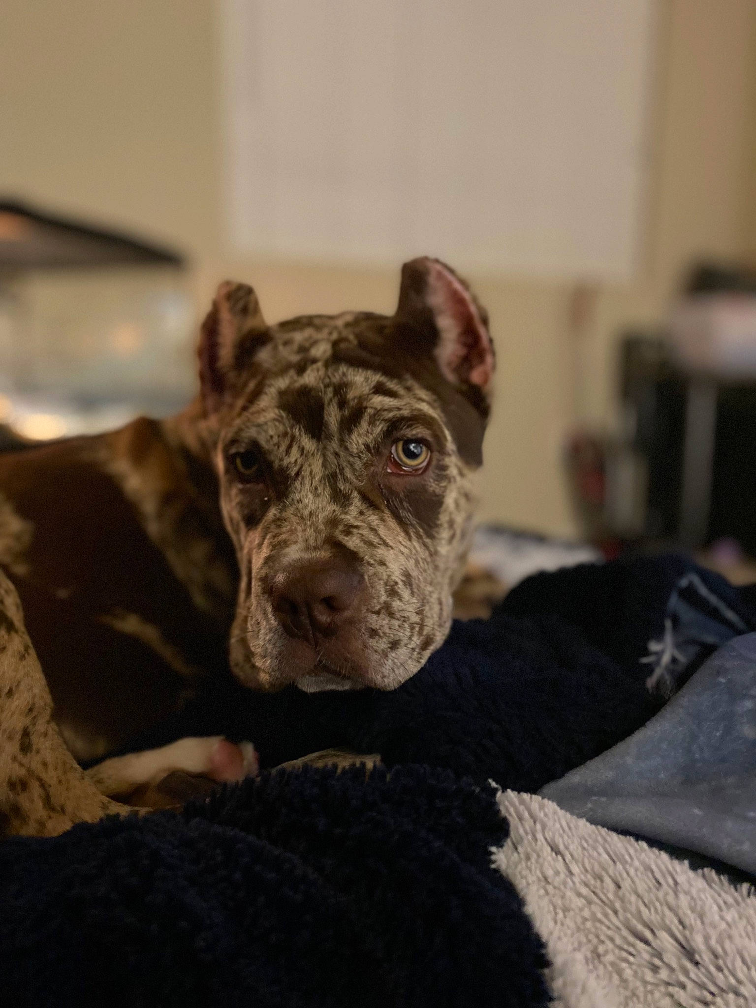 Nahla is registered to the contest to win money with this photo: ancient_dog_breeds, canidae, carnivore, comfort, companion_dog, dog, dog_breed, fawn, fur, guard_dog, liver, non_sporting_group, puppy, snout, sporting_group, terrestrial_animal, whiskers, working_animal, working_dog, wrinkle