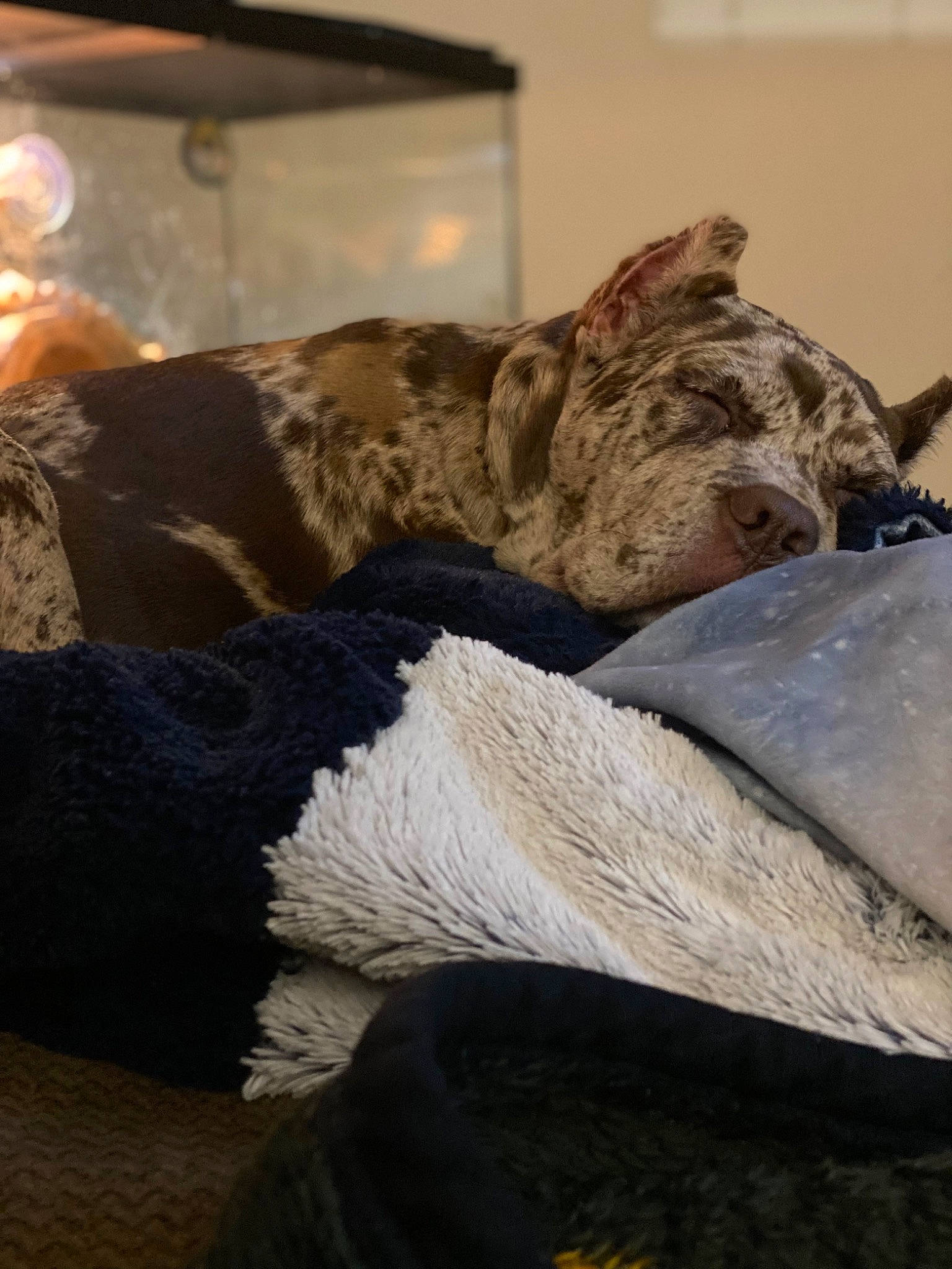 Nahla joined the competition — help win amazing prizes! bed, bed_sheet, bedding, carnivore, comfort, dog, dog_breed, felidae, flooring, fur, hardwood, linens, nap, room, small_to_medium_sized_cats, sporting_group, tail, terrestrial_animal, whiskers, wood