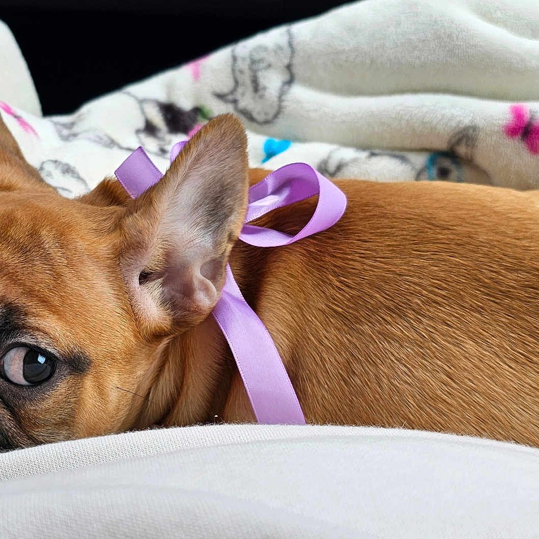 Cookie is registered to the contest to win money with this photo: animal, bed, blanket, boxer, bulldog, canine, dog, frenchbulldog, furniture, hound, pet, pitbull, pug, puppy, quilt