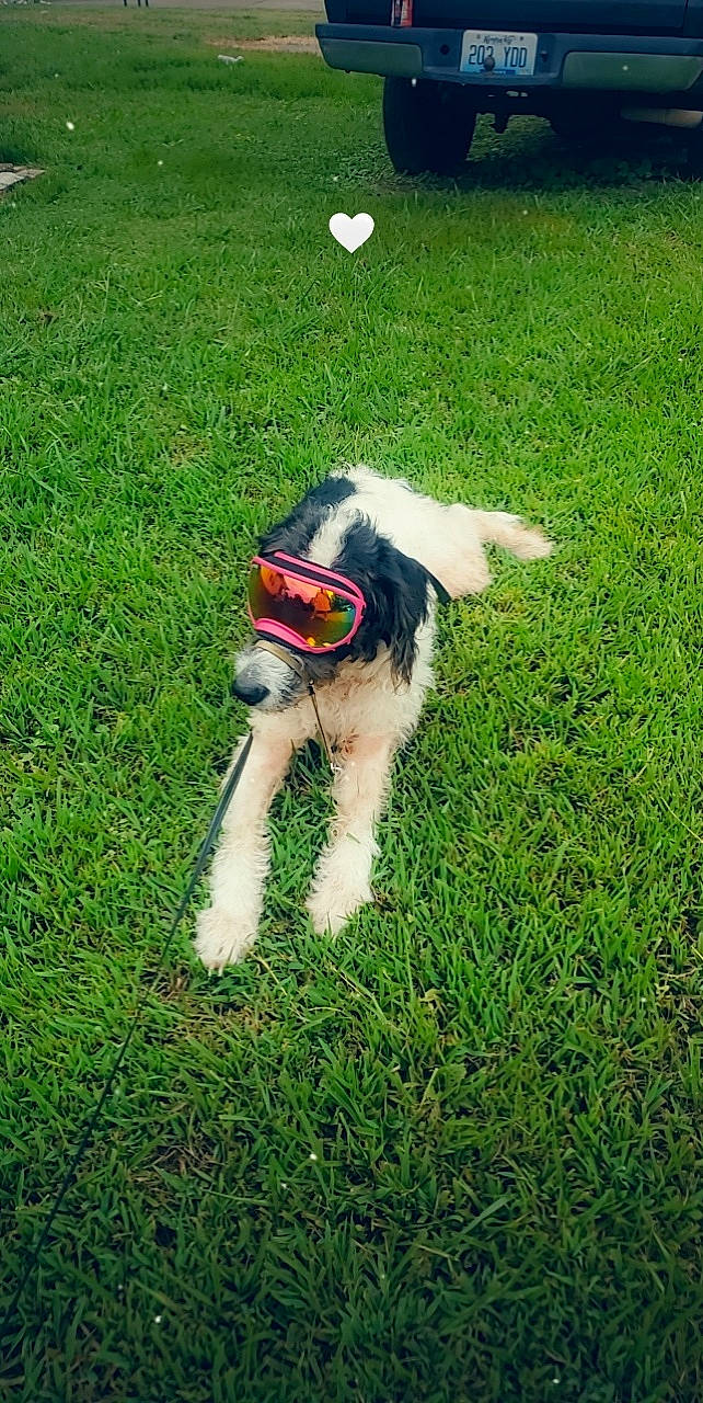 Nika joined the competition — help win amazing prizes! canidae, carnivore, companion_dog, dog, dog_breed, dog_supply, grass, grassland, groundcover, herding_dog, lawn, non_sporting_group, plant, recreation, sporting_group, tail, terrier, toy_dog, working_animal, working_dog