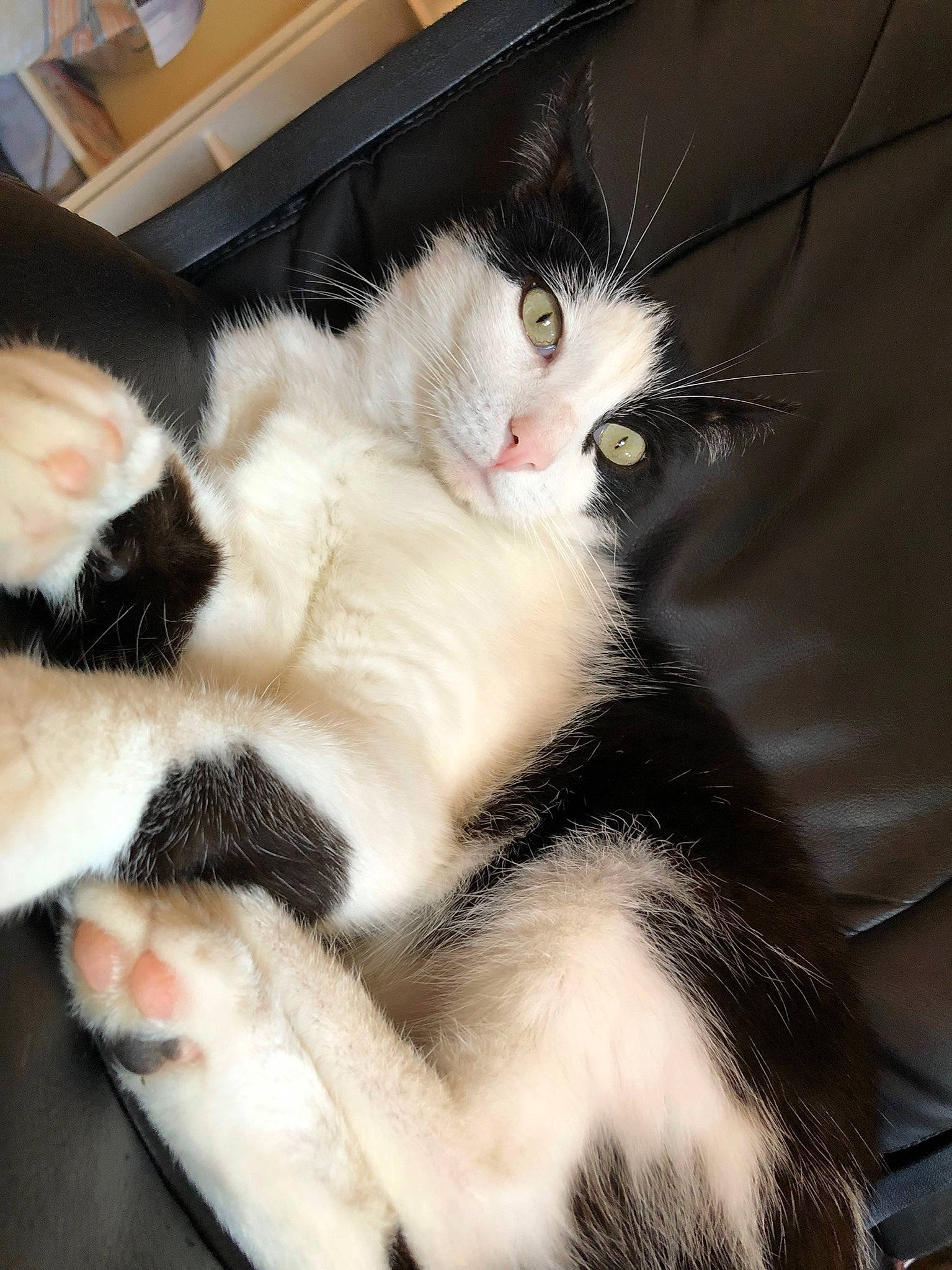 Nounours a rejoint le concours — aidez-le/la à gagner de superbes lots ! carnivore, cat, cat_supply, claw, comfort, domestic_short_haired_cat, felidae, foot, fur, nap, paw, sleep, small_to_medium_sized_cats, snout, tail, whiskers