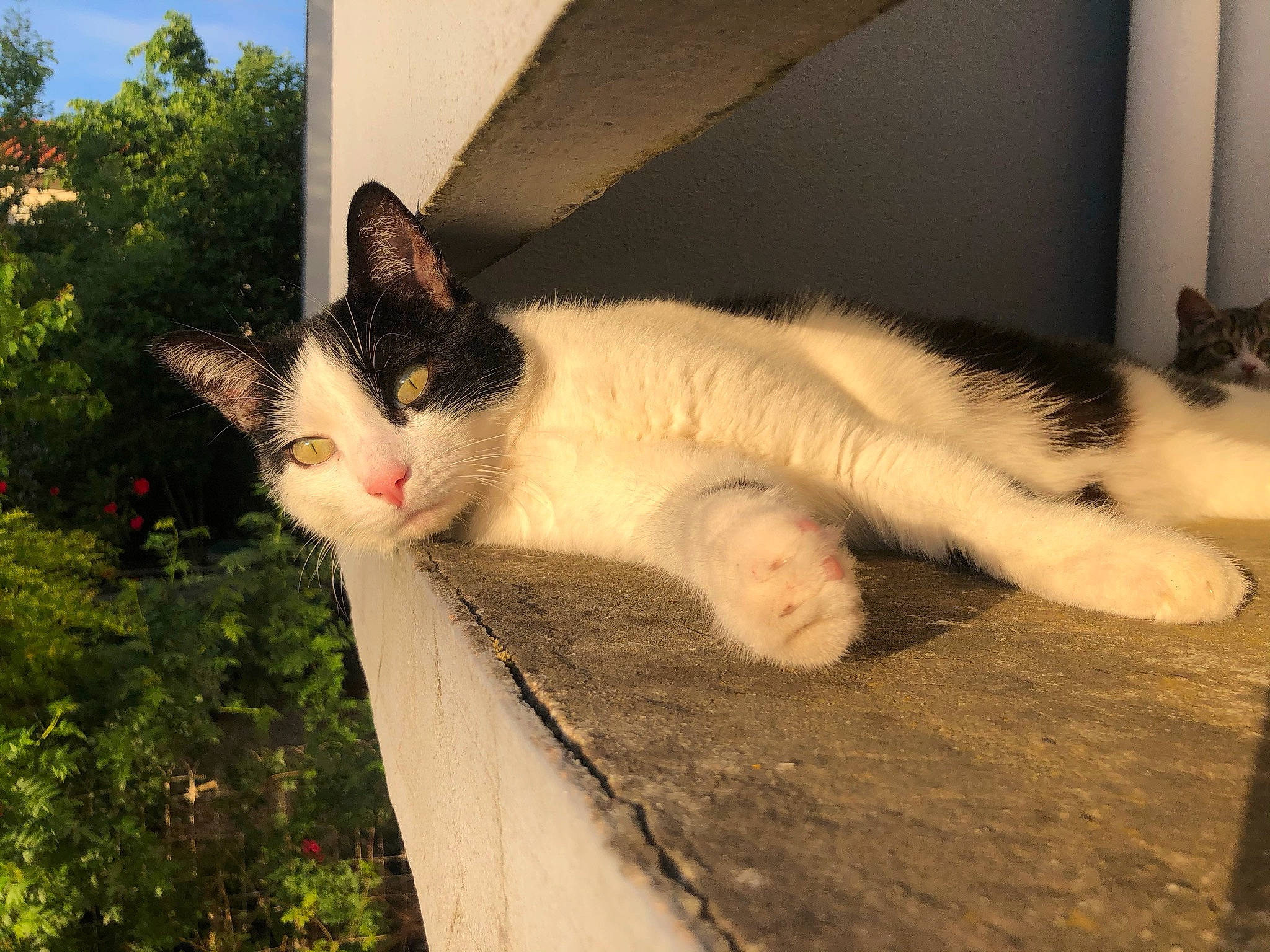 Nounours participe au concours pour gagner de l'argent avec cette photo : carnivore, cat, claw, domestic_short_haired_cat, eye, felidae, fur, grass, paw, plant, sky, small_to_medium_sized_cats, snout, tail, tints_and_shades, tree, trunk, whiskers, window, wood