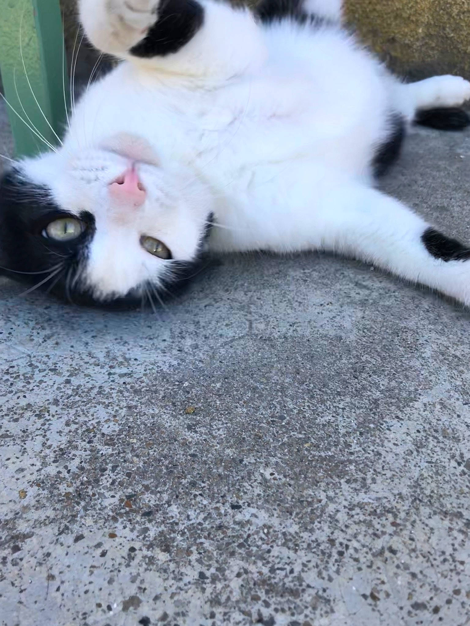 Nounours participe au concours pour gagner de l'argent avec cette photo : carnivore, cat, claw, comfort, domestic_short_haired_cat, eye, felidae, flooring, foot, fur, paw, plant, road_surface, small_to_medium_sized_cats, tail, terrestrial_animal, whiskers