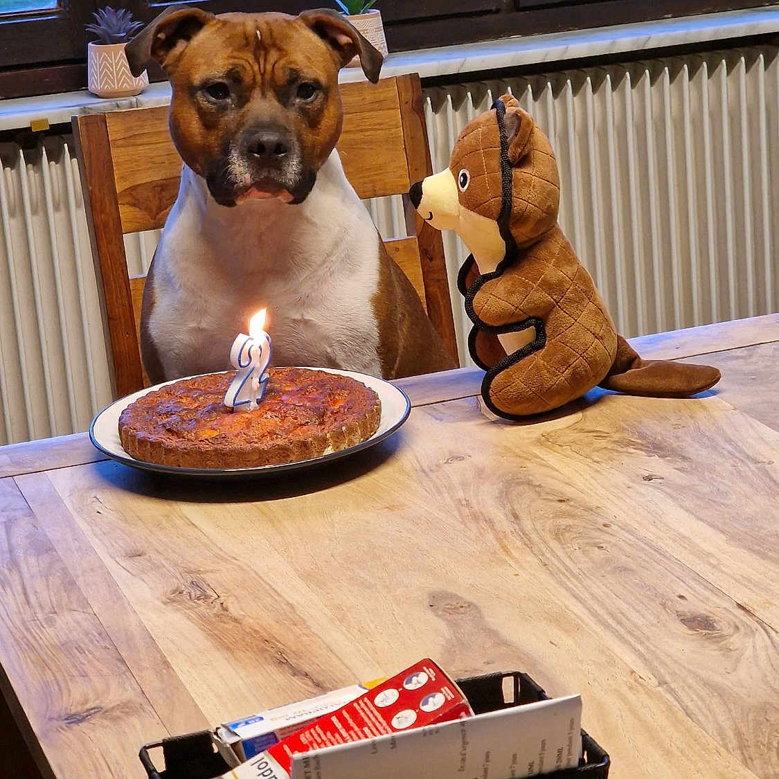 Urus participe au concours pour gagner de l'argent avec cette photo : animal, animal_toy, birthday_cake, brown_dog, cake_plate, candle, celebration, chair, cozy, dog, furniture, home, indoor, pet, pet_portrait, plant, stuffed_animal, tabletop, window, wooden_table