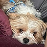 Cinnabon is registered to the contest to win money with this photo: animal, canine, closeup, collar, companion, cushion, cute, dog, ears, fluffy, fur, indoor, maroon, nose, pet, relaxed, resting, sleepy, snout, whiskers