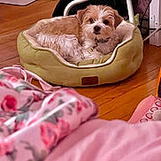 Cinnabon joined the competition — help win amazing prizes! blanket, brown_and_white, cable, collar, cozy, curled_up, cute, dog, domestic, flooring, floral_pattern, fur, furniture, home, indoor, looking_at_camera, pet_bed, resting, small_dog, wooden_floor