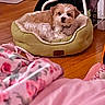blanket, brown_and_white, cable, collar, cozy, curled_up, cute, dog, domestic, flooring, floral_pattern, fur, furniture, home, indoor, looking_at_camera, pet_bed, resting, small_dog, wooden_floor