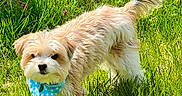 Cinnabon is registered to the contest to win money with this photo: animal, bandana, blue_bandana, canine, cute, daylight, dog, field, fluffy, fur, grass, greenery, nature, outdoor, pet, small_dog, standing, summer, sunlight, tail