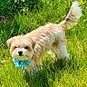 animal, bandana, blue_bandana, canine, cute, daylight, dog, field, fluffy, fur, grass, greenery, nature, outdoor, pet, small_dog, standing, summer, sunlight, tail
