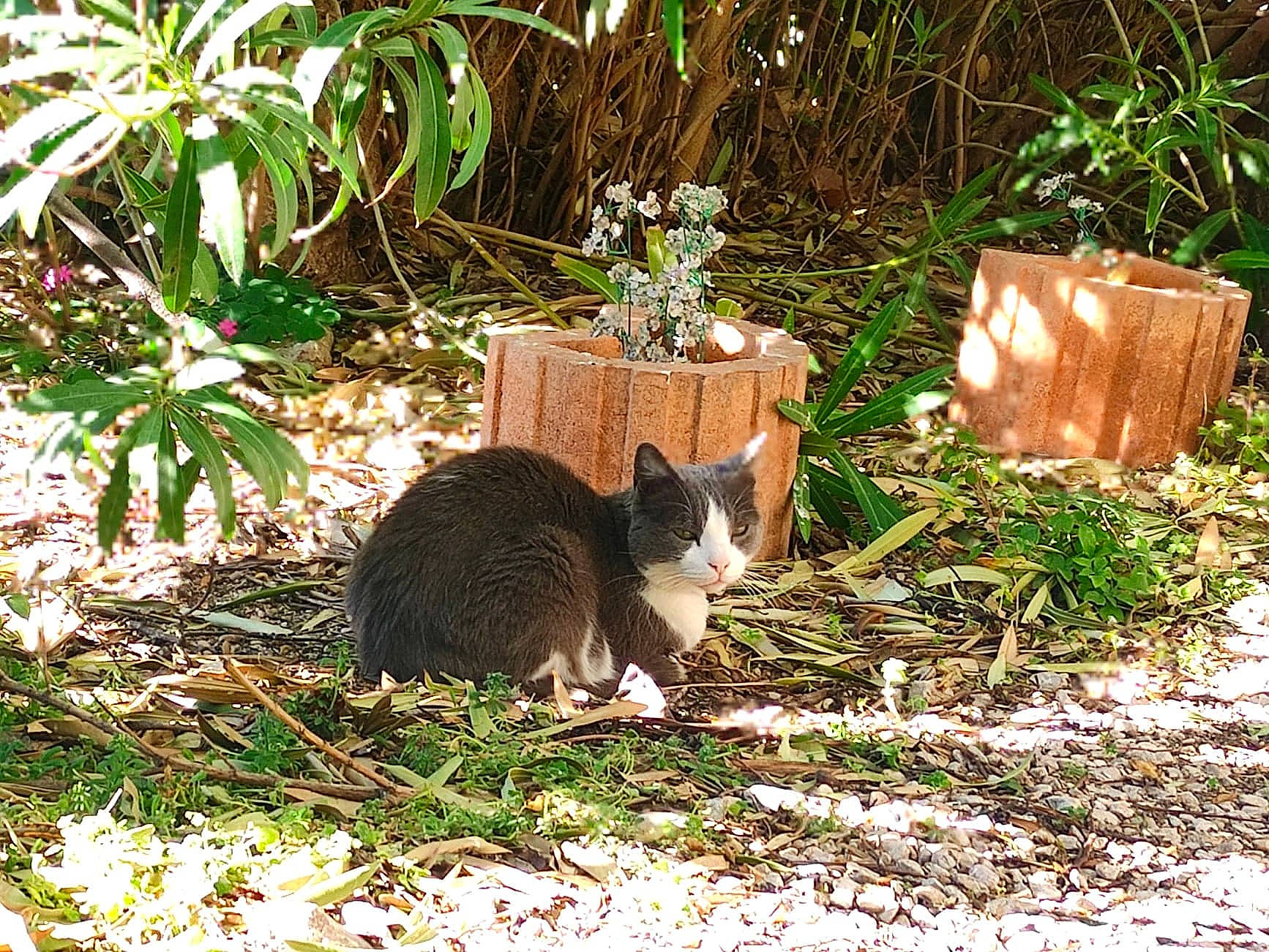 Ponpon a rejoint le concours — aidez-le/la à gagner de superbes lots ! carnivore, cat, domestic_short_haired_cat, fawn, felidae, flowerpot, garden, grass, groundcover, houseplant, landscape, plant, small_to_medium_sized_cats, soil, tail, terrestrial_animal, terrestrial_plant, tree, whiskers, wood