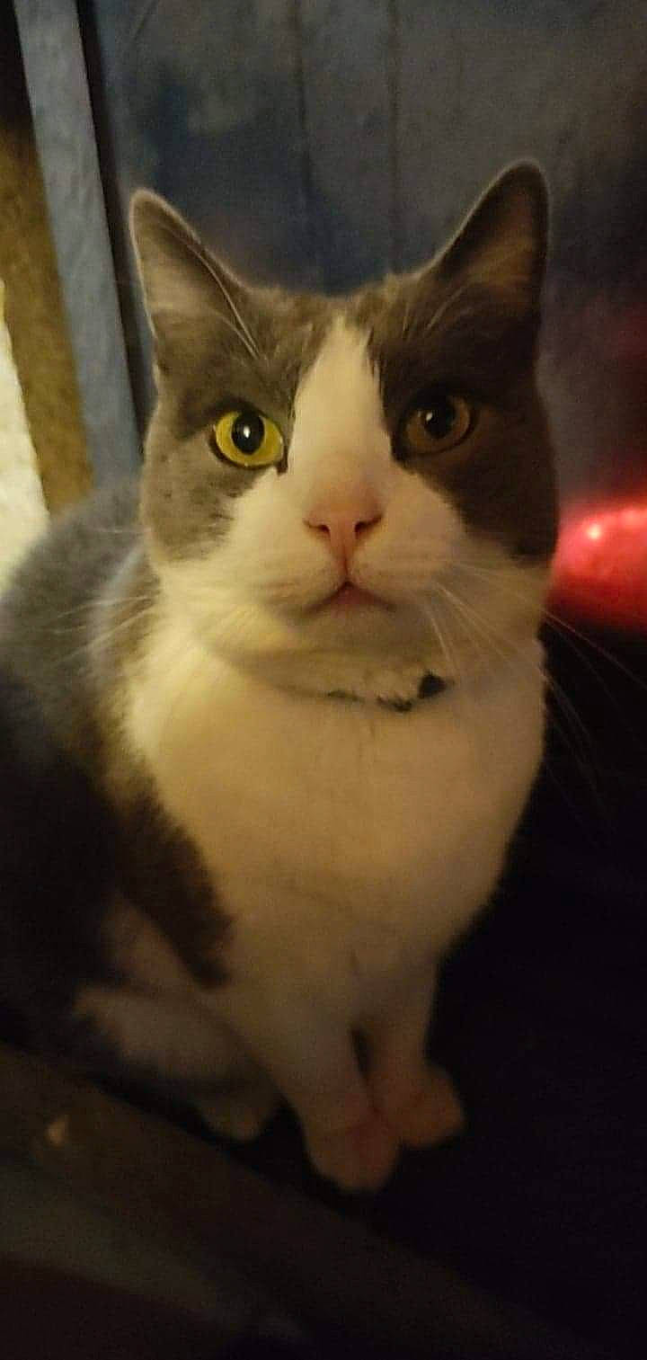 Ponpon participe au concours pour gagner de l'argent avec cette photo : box, carnivore, cat, domestic_short_haired_cat, door, eye, face, felidae, fur, hair, head, human_body, monochrome_photography, paw, small_to_medium_sized_cats, snout, tail, terrestrial_animal, whiskers, window