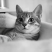Minuit participe au concours pour gagner de l'argent avec cette photo : animal, bed, black_and_white, blanket, cat, closeup, cozy, curious, domestic_animal, ears, eyes, feline, fur, indoor, pet, portrait, resting, soft_focus, tabby, whiskers