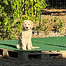 puppy, dog, golden_retriever, sitting, outdoor, garden, backyard, greenery, leaves, vine, fence, wire_fence, wooden_pallet, platform, sunlight, portrait, fluffy, young_dog, animal, nature