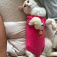 Monico is registered to the contest to win money with this photo: cat, kitten, pet, pink_onesie, clothing, heart_pattern, lying_on_back, pose, whiskers, fur, blue_eyes, cute, bed, blanket, pillow, human_leg, indoor, relaxed, paw, adorable