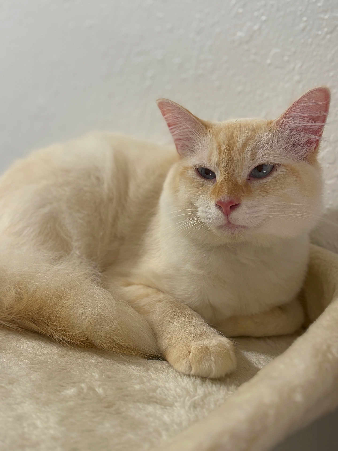 Monico is registered to the contest to win money with this photo: cat, feline, cream_cat, blue_eyes, indoor, pet, fur, whiskers, ear, nose, paw, tail, blanket, bedding, wall, relaxed, sleepy, portrait, closeup, soft_texture