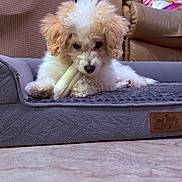 Stella is registered to the contest to win money with this photo: armchair, carpet, chew_bone, close_up, couch, cozy, dog, dog_bed, fluffy, gift_bag, holiday, indoor, looking_down, paws, pet, plush_bed, poodle_mix, puppy, relaxed, white_and_tan