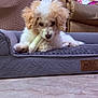 armchair, carpet, chew_bone, close_up, couch, cozy, dog, dog_bed, fluffy, gift_bag, holiday, indoor, looking_down, paws, pet, plush_bed, poodle_mix, puppy, relaxed, white_and_tan