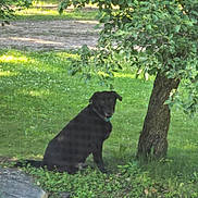 Maddie is registered to the contest to win money with this photo: dog, black_dog, tree, grass, greenery, outdoor, nature, sunlight, park, sitting, pet, animal, leaf, garden, calm, shade, daylight, trunk, rock, pathway