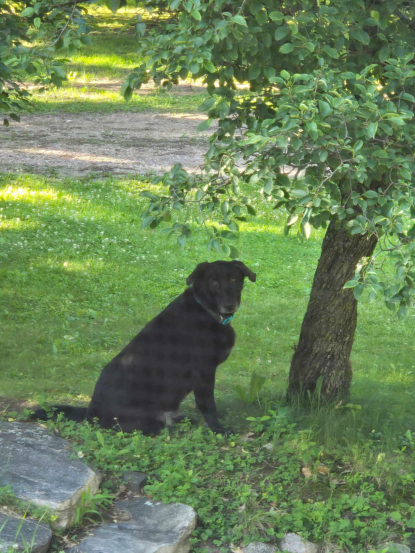 Maddie is registered to the contest to win money with this photo: dog, black_dog, tree, grass, greenery, outdoor, nature, sunlight, park, sitting, pet, animal, leaf, garden, calm, shade, daylight, trunk, rock, pathway
