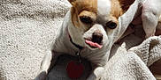 Spots is registered to the contest to win money with this photo: dog, chihuahua, pet, tongue_out, blanket, indoor, brown_and_white, collar, heart_tag, small_dog, fur, cute, animal, relaxed, sunlight, paw, lying_down, cozy, texture, playful