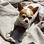 dog, chihuahua, pet, tongue_out, blanket, indoor, brown_and_white, collar, heart_tag, small_dog, fur, cute, animal, relaxed, sunlight, paw, lying_down, cozy, texture, playful