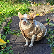 Spots is registered to the contest to win money with this photo: animal, chihuahua, cute, dog, ears, fall, fur, garden, grass, jacket, leaf, nature, outdoor, pet, puffy_jacket, sitting, small_dog, stone_path, sunlight, tongue_out