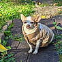 animal, chihuahua, cute, dog, ears, fall, fur, garden, grass, jacket, leaf, nature, outdoor, pet, puffy_jacket, sitting, small_dog, stone_path, sunlight, tongue_out