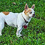 dog, small_dog, white_dog, tan_spot, collar, tag, grass, greenery, outdoor, pet, animal, canine, standing, nature, daylight, leaf, plant, fur, ears, squinting