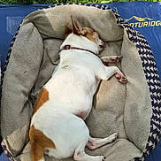 Spots joined the competition — help win amazing prizes! dog, sleeping, pet_bed, outdoors, grass, tongue, white_and_brown, canine, resting, collar, fur, paw, comfort, relaxation, sunlight, nature, animal, cute, small_dog, mat