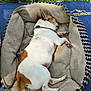 dog, sleeping, pet_bed, outdoors, grass, tongue, white_and_brown, canine, resting, collar, fur, paw, comfort, relaxation, sunlight, nature, animal, cute, small_dog, mat