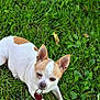 dog, chihuahua, pet, grass, outdoor, animal, small_dog, white_and_brown, collar, tag, cute, lying_down, ears_up, nature, greenery, daylight, fur, canine, looking, paw
