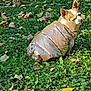 animal, autumn_leaves, beige_jacket, canine, cute, daylight, dog, fall, fur, grass, leaf_litter, nature, one_dog, outdoor, park, pet, puffer_jacket, sitting, small_dog, sunlight
