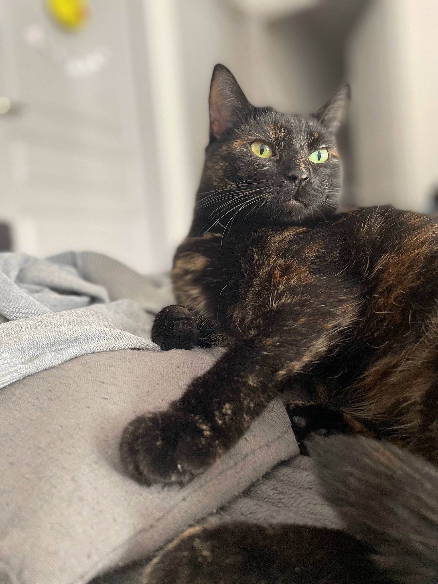 Frisbee participe au concours pour gagner de l'argent avec cette photo : carnivore, cat, claw, comfort, domestic_short_haired_cat, felidae, fur, grey, paw, sitting, small_to_medium_sized_cats, snout, tail, terrestrial_animal, whiskers