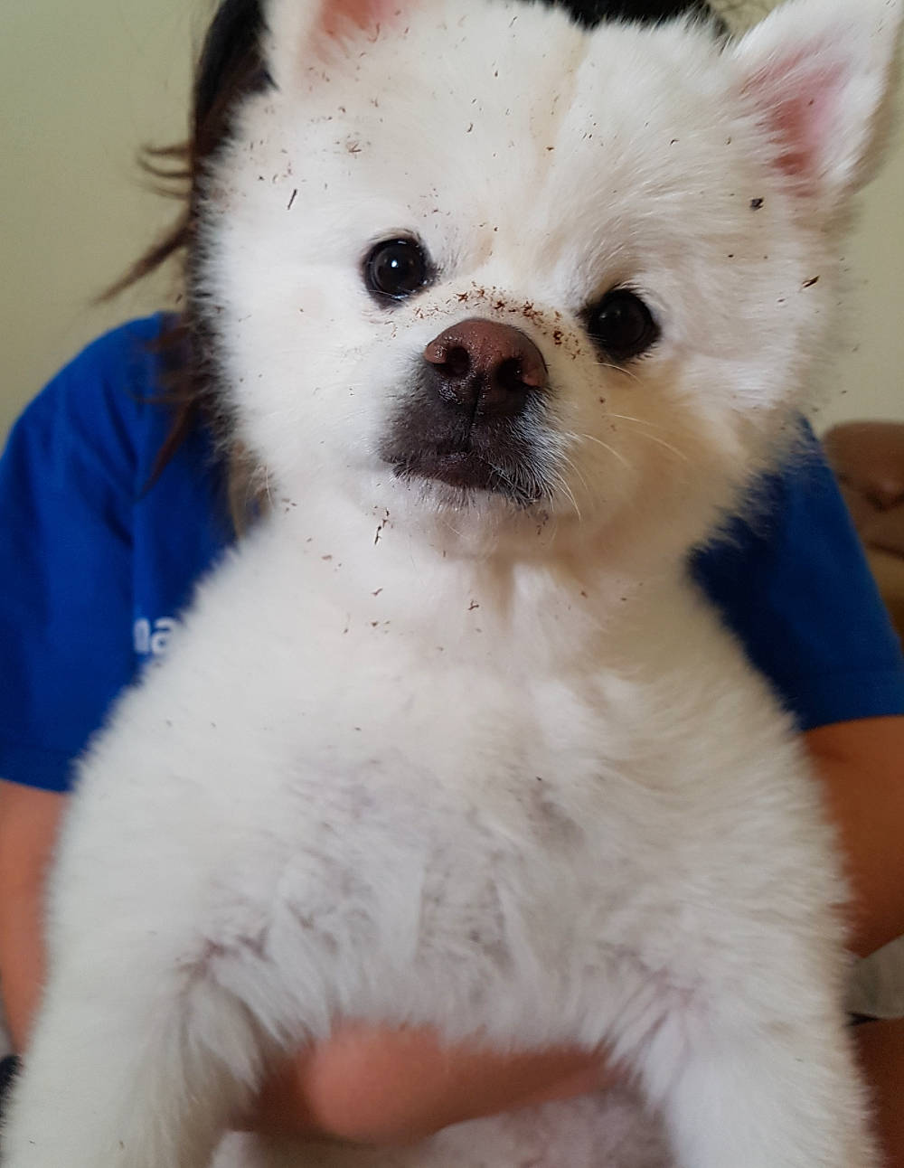 Cudong is registered to the contest to win money with this photo: ancient_dog_breeds, canidae, carnivore, companion_dog, corgi_chihuahua, dog, dog_breed, dog_supply, fawn, fur, non_sporting_group, snout, sporting_group, terrestrial_animal, toy_dog, volpino_italiano, whiskers, working_animal