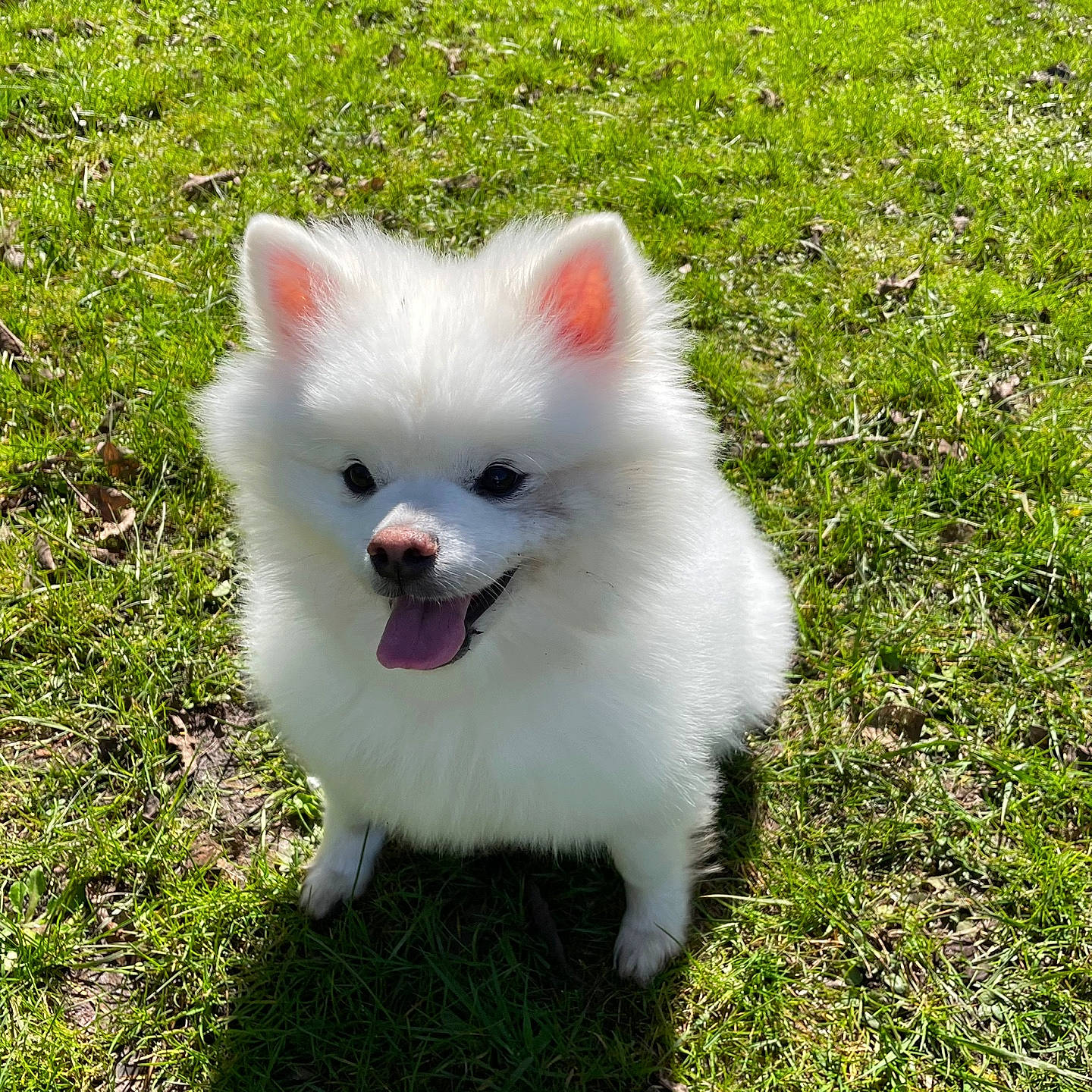 Cudong is registered to the contest to win money with this photo: canidae, carnivore, cat, companion_dog, dog_breed, felidae, fur, grass, groundcover, indian_spitz, japanese_spitz, natural_environment, plant, samoyed, small_to_medium_sized_cats, snout, sporting_group, tail, terrestrial_animal, whiskers