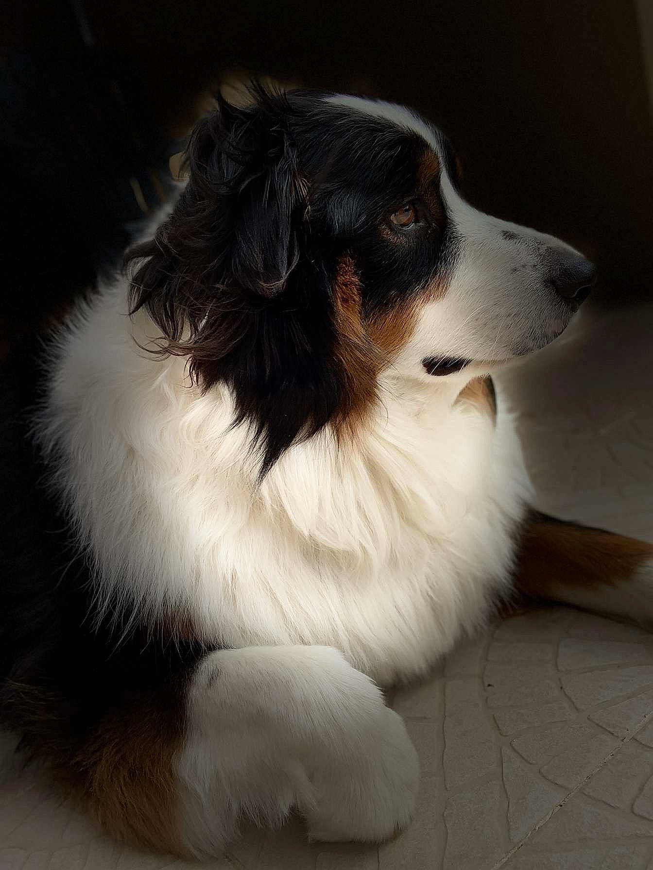 Pégase participe au concours pour gagner de l'argent avec cette photo : canidae, carnivore, companion_dog, dog, dog_breed, fur, herding_dog, paw, rough_collie, scotch_collie, snout, sporting_group, whiskers, working_dog