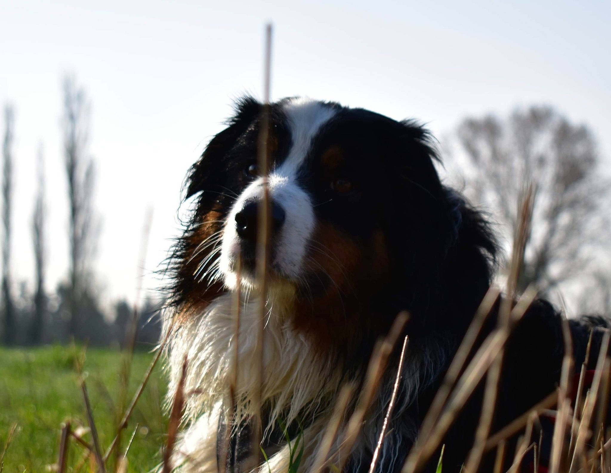 Pégase participe au concours pour gagner de l'argent avec cette photo : border_collie, canidae, carnivore, companion_dog, dog, dog_breed, field, fur, grass, grassland, herding_dog, plant, sky, snout, sporting_group, tree, working_dog