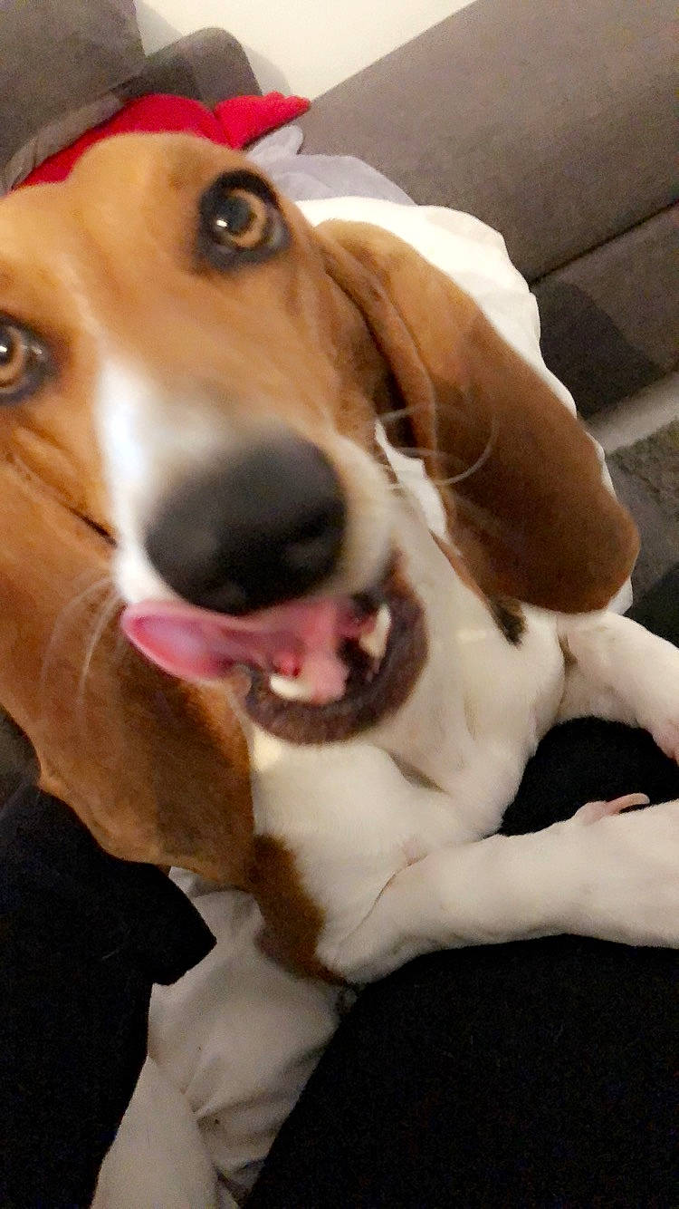 Ombre a rejoint le concours — aidez-le/la à gagner de superbes lots ! american_foxhound, basset_hound, beagle, beagle_harrier, canidae, carnivore, companion_dog, dog, dog_breed, drever, english_foxhound, estonian_hound, finnish_hound, hamiltonstovare, harrier, mammal, serbian_tricolour_hound, snout, treeing_walker_coonhound, vertebrate