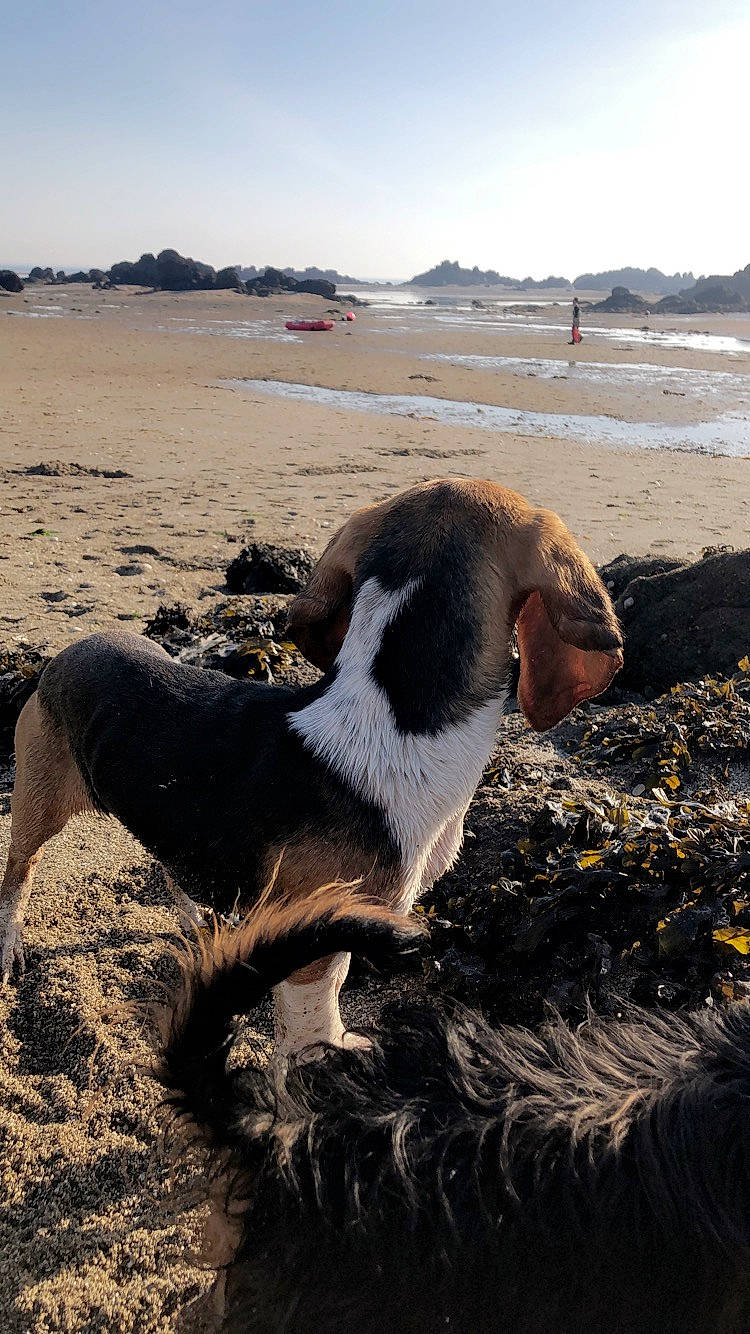 Ombre a rejoint le concours — aidez-le/la à gagner de superbes lots ! beach, canidae, carnivore, coast, dog, dog_breed, hunting_dog, sand, sporting_group