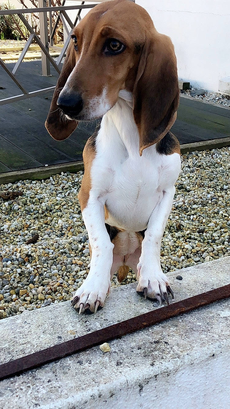 Ombre a rejoint le concours — aidez-le/la à gagner de superbes lots ! american_foxhound, artois_hound, beagle, beagle_harrier, canidae, carnivore, companion_dog, dog, dog_breed, estonian_hound, grand_anglo_francais_tricolore, harrier, hound, mammal, rare_breed_dog, schweizer_laufhund, serbian_tricolour_hound, snout, treeing_walker_coonhound, vertebrate