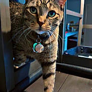 Leo joined the competition — help win amazing prizes! cat, tabby, indoor, pet, animal, curious, green_eyes, wooden_floor, collar, tag, furniture, close_up, whiskers, paw, domestic, mammal, focused, walking, house, cute