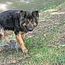 animal, canine, dog, ears_up, german_shepherd, grass, greenery, ground, mud, nature, outdoor, pet, playful, pond, summer, sunlight, tongue_out, walking, water, wet