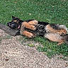 animal, canine, collar, daylight, dog, fur, german_shepherd, grass, gravel, greenery, lying_down, nature, outdoor, paw, pet, playful, relaxed, resting, summer, wood