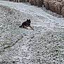 dog, snow, path, grass, stick, winter, outdoor, nature, field, trees, reeds, frost, cold, animal, pet, canine, landscape, rural, quiet, daytime
