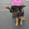 animal, asphalt, canine, collar, cute, daylight, dog, ears, fence, fur, german_shepherd, helmet, leash, outdoor, pet, pink_helmet, playground, resting, sitting, tongue_out