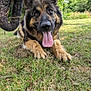 dog, german_shepherd, tongue_out, grass, outdoor, park, pet, canine, animal, nature, mammal, fur, ears, nose, paws, tongue, happy, relaxed, summer, greenery