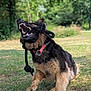 dog, german_shepherd, toy, rope, playful, outdoor, grass, park, animal, pet, running, action, fur, collar, mouth_open, teeth, nature, daylight, canine, energetic