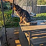 dog, german_shepherd, wooden_table, picnic_table, backyard, grass, trampoline, sunlight, outdoor, fence, plant, bench, shadow, collar, pet, animal, daytime, nature, garden, canine