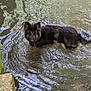 dog, german_shepherd, water, ripples, outdoor, nature, animal, pet, canine, sunlight, reflection, shallow_water, grass, rocks, curious, standing, summer, daytime, fur, wet