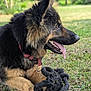 dog, german_shepherd, puppy, grass, toy, rope_toy, outdoor, pet, animal, panting, fur, ears, collar, nature, playful, canine, muzzle, tongue, resting, summer